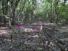 Cephalanthera-damasonium_стация